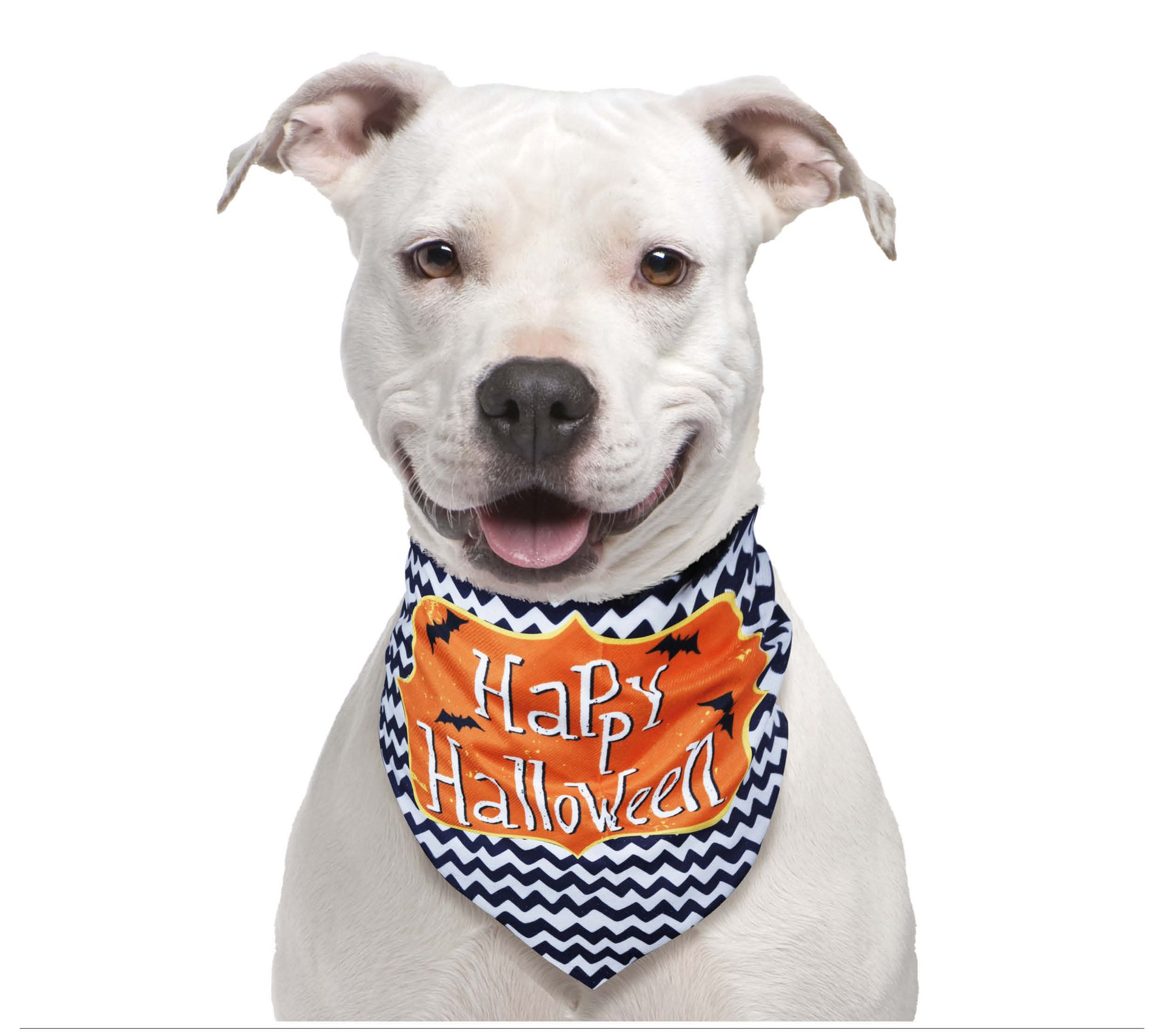 Happy halloween hond bandana