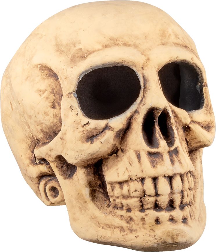 zuiden onhandig Zes Masterbrain schedel decoratie