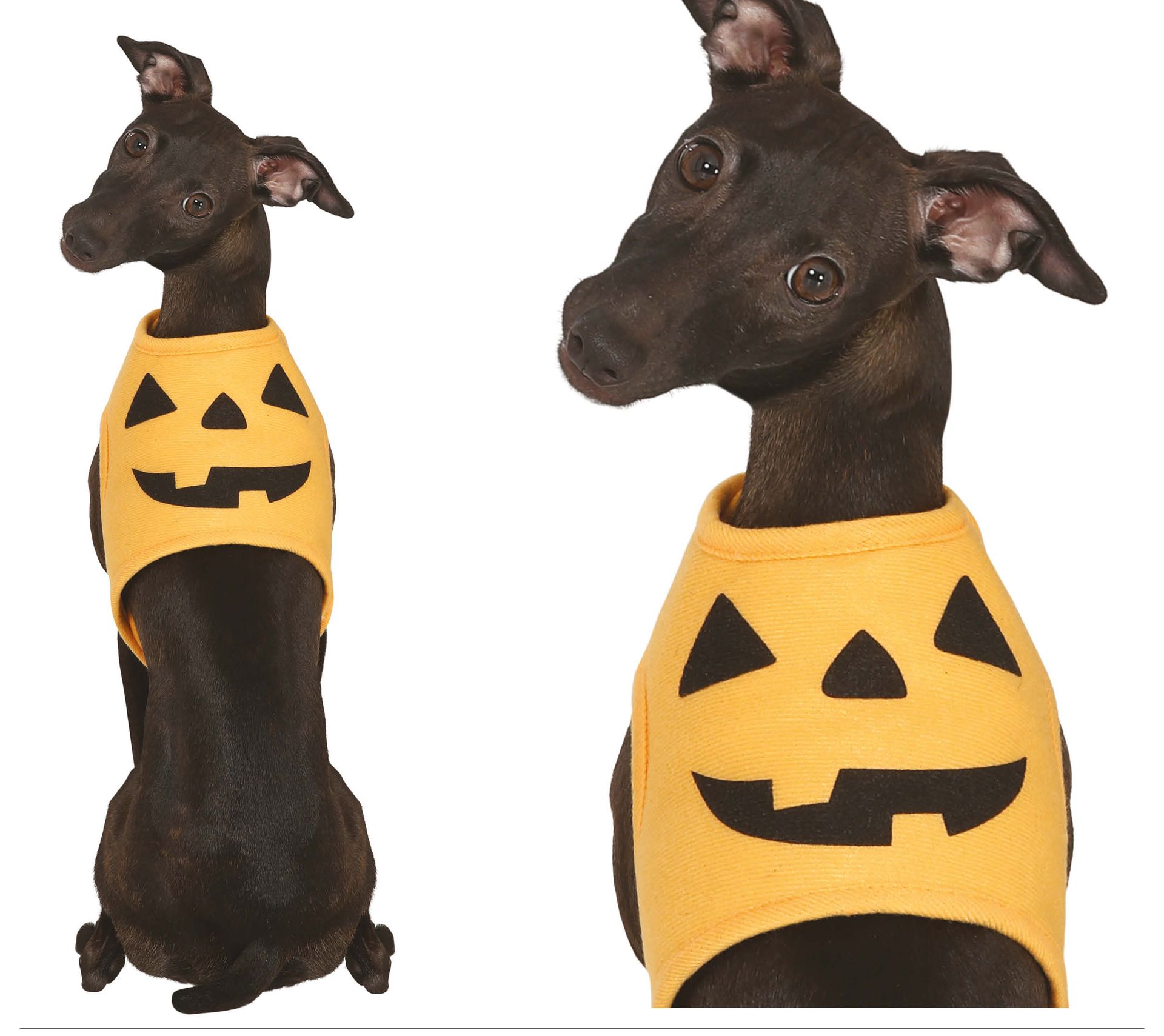 Pompoen halloween honden kostuum klein